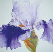 Iris Ringo Painting